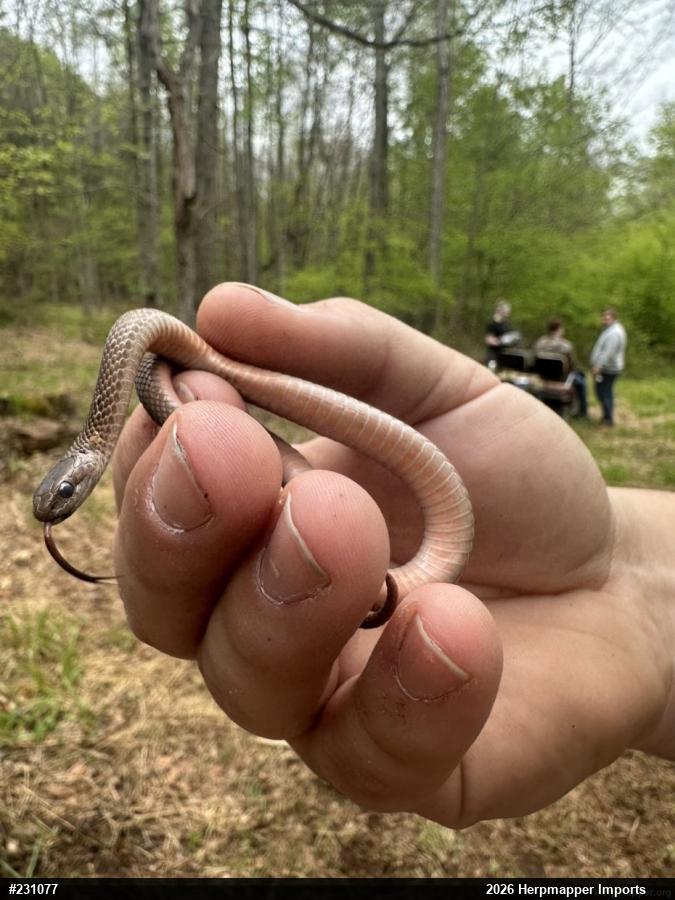 Red-bellied Snake