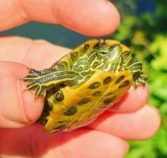 Red-eared Slider