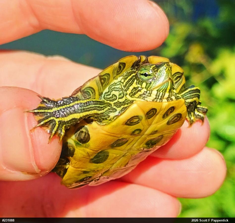 Red-eared Slider
