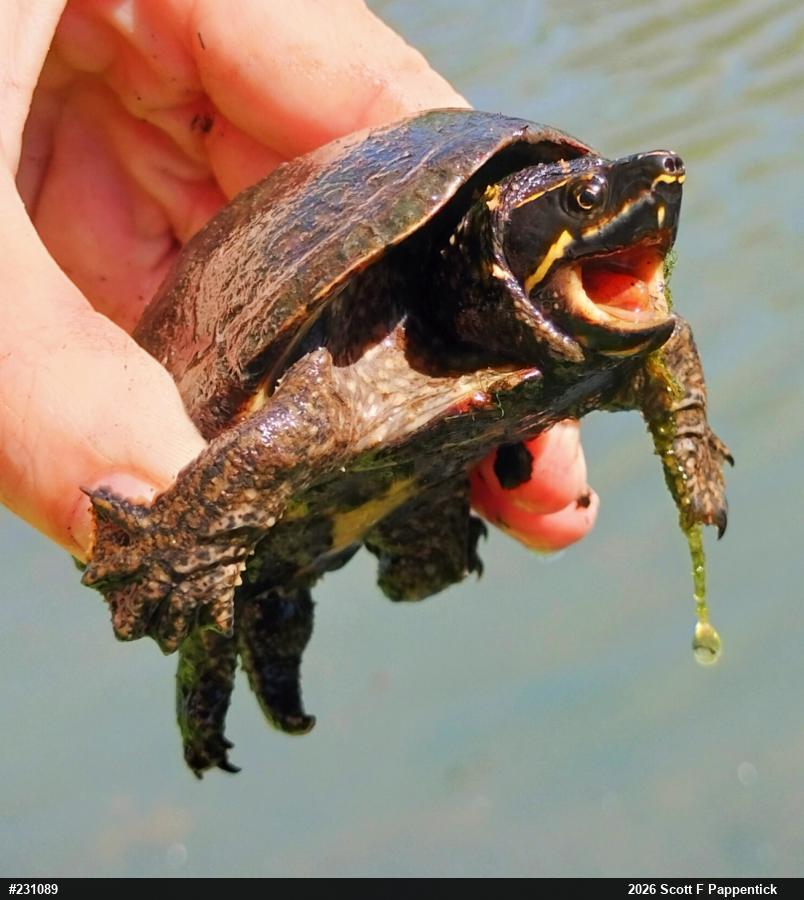Eastern Musk Turtle