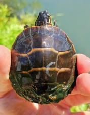 Eastern Painted Turtle