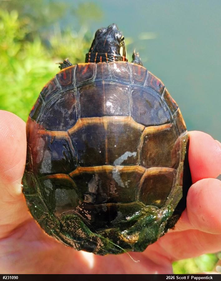 Eastern Painted Turtle