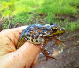 Green Frog