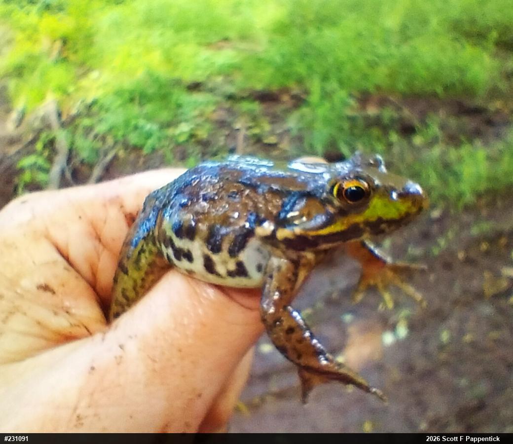 Green Frog