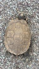Wood Turtle