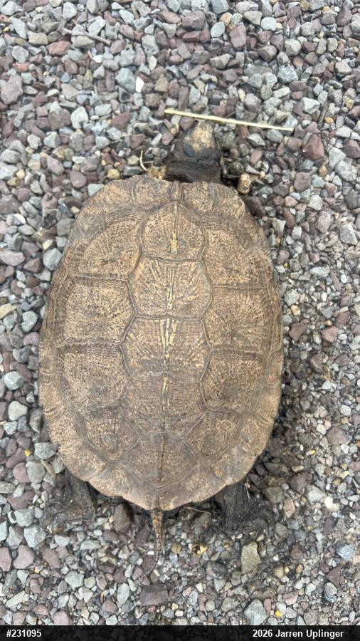 Wood Turtle