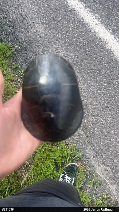 Midland Painted Turtle