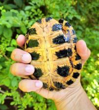 Wood Turtle