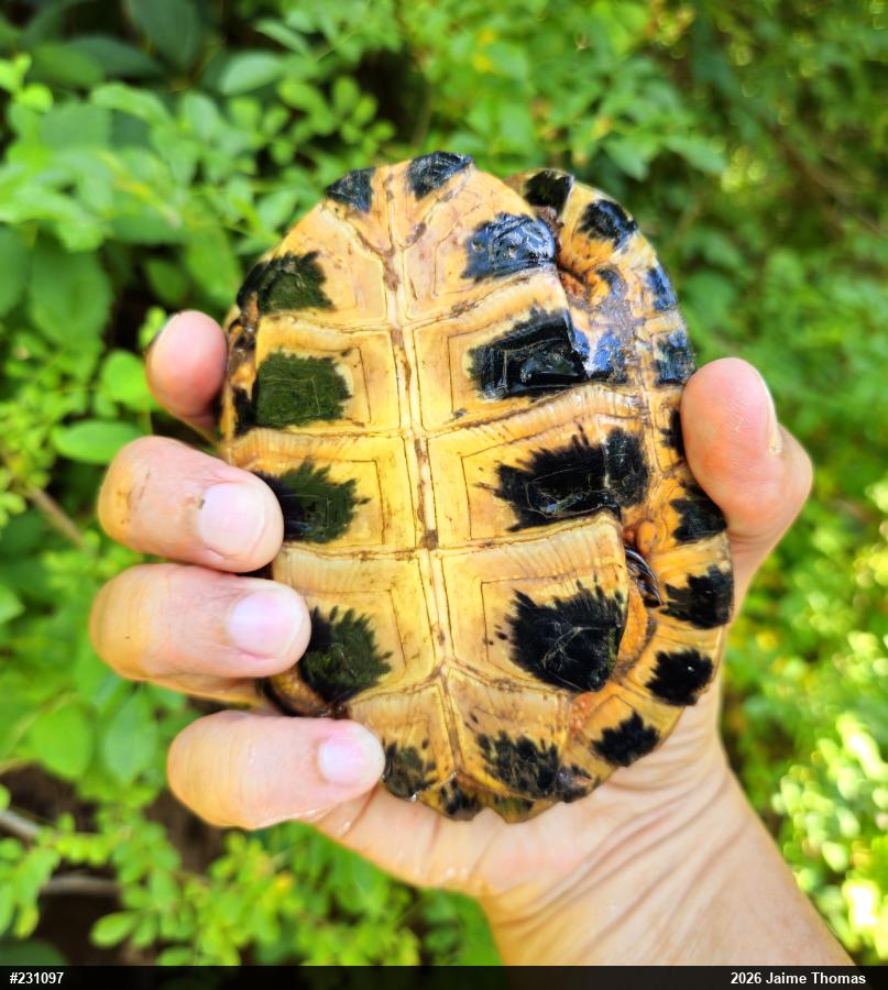 Wood Turtle
