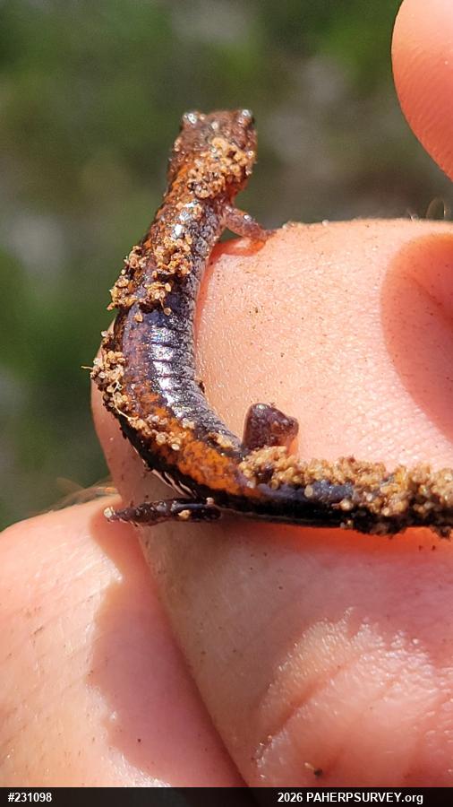 Eastern Red-backed  Salamander