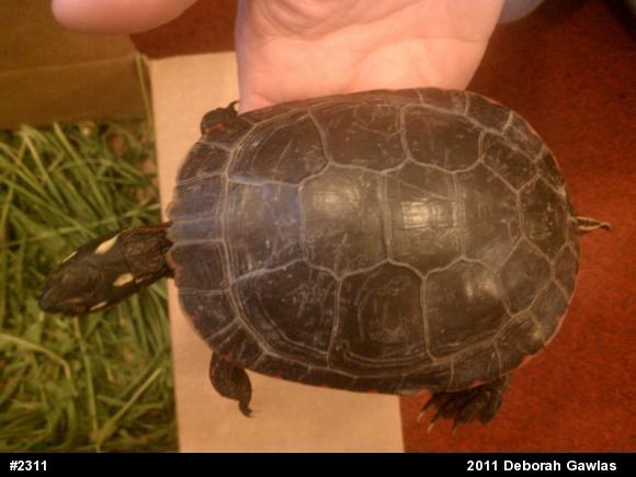 Midland Painted Turtle