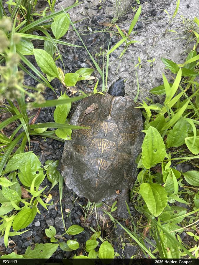Wood Turtle
