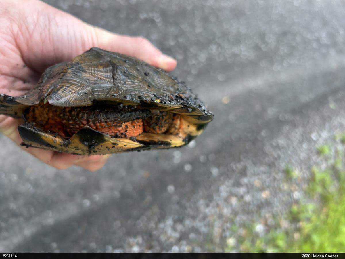 Wood Turtle