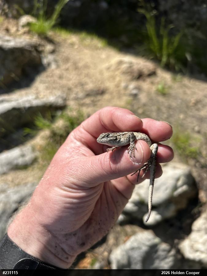 Eastern Fence Lizard