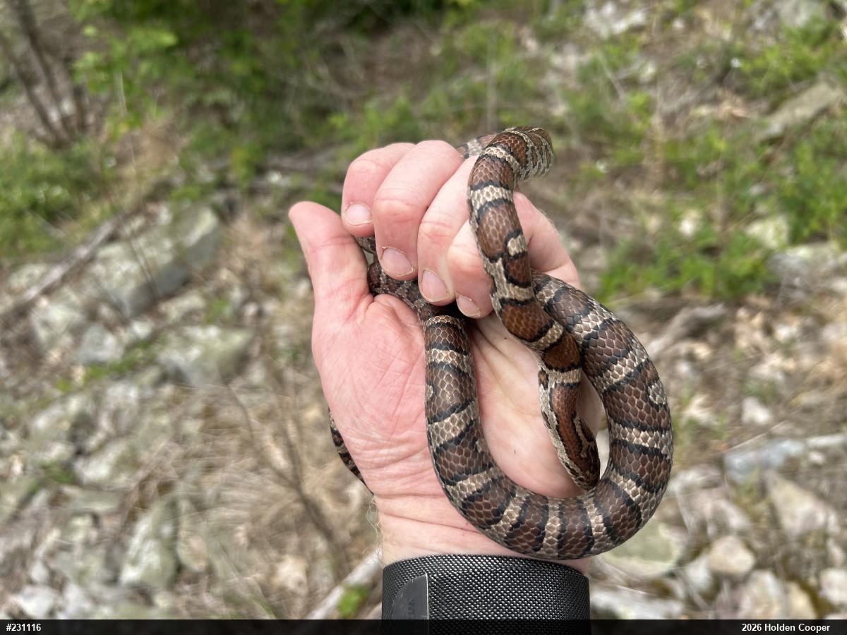 Eastern Milksnake