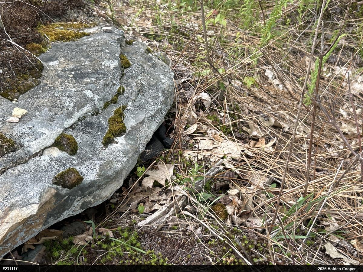 Timber Rattlesnake