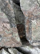 Northern Copperhead