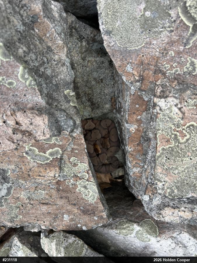 Northern Copperhead