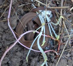 Red-bellied Snake