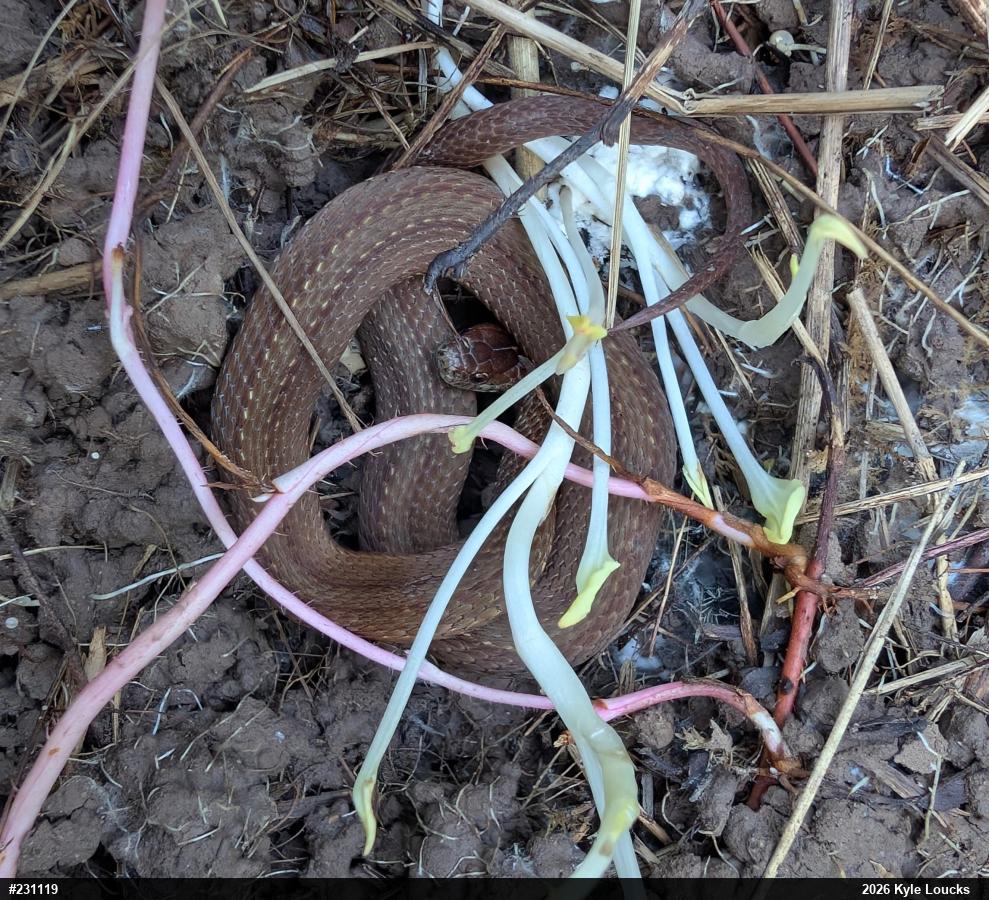 Red-bellied Snake