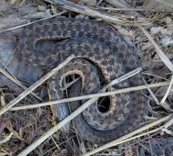 Eastern Gartersnake