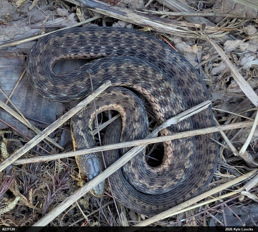 Eastern Gartersnake