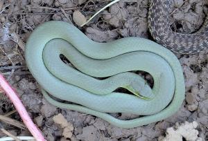 Smooth Greensnake