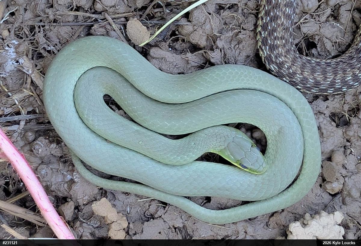 Smooth Greensnake