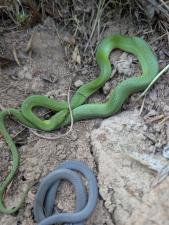 Smooth Greensnake