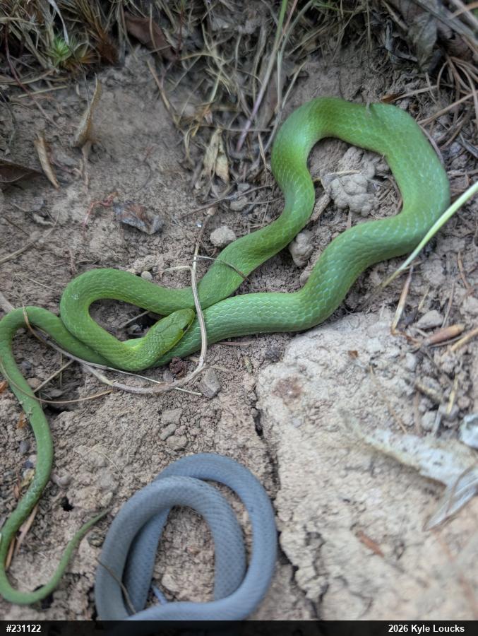 Smooth Greensnake