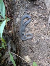 Northern Ring-necked Snake