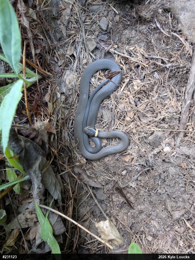 Northern Ring-necked Snake