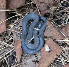 Northern Ring-necked Snake