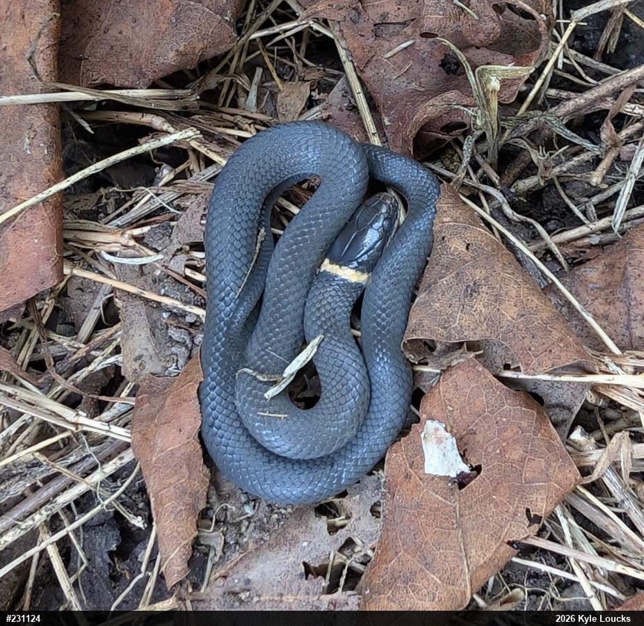 Northern Ring-necked Snake