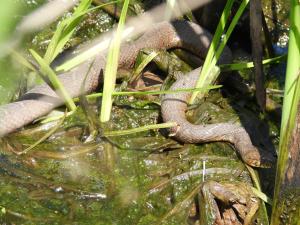 Northern Watersnake