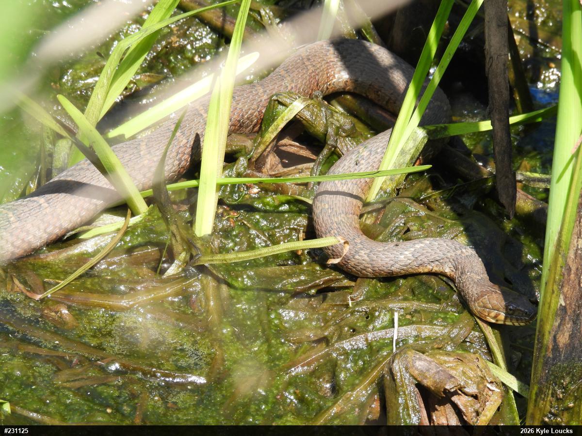 Northern Watersnake