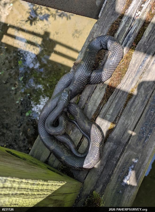 Eastern Ratsnake