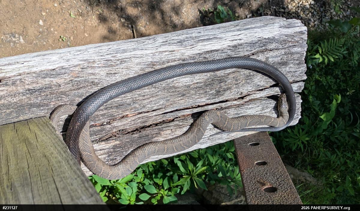 Northern Watersnake