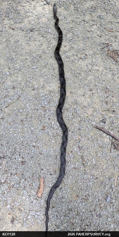 Eastern Ratsnake
