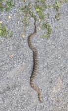 Northern Watersnake