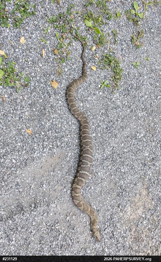 Northern Watersnake