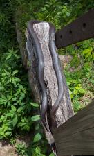Eastern Ratsnake
