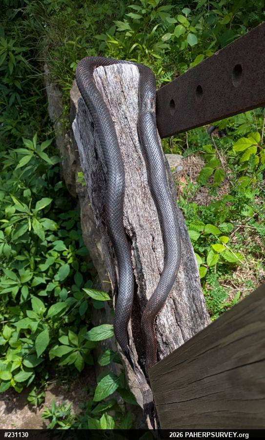 Eastern Ratsnake