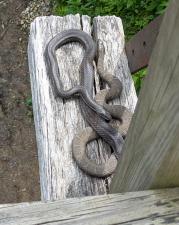 Eastern Ratsnake