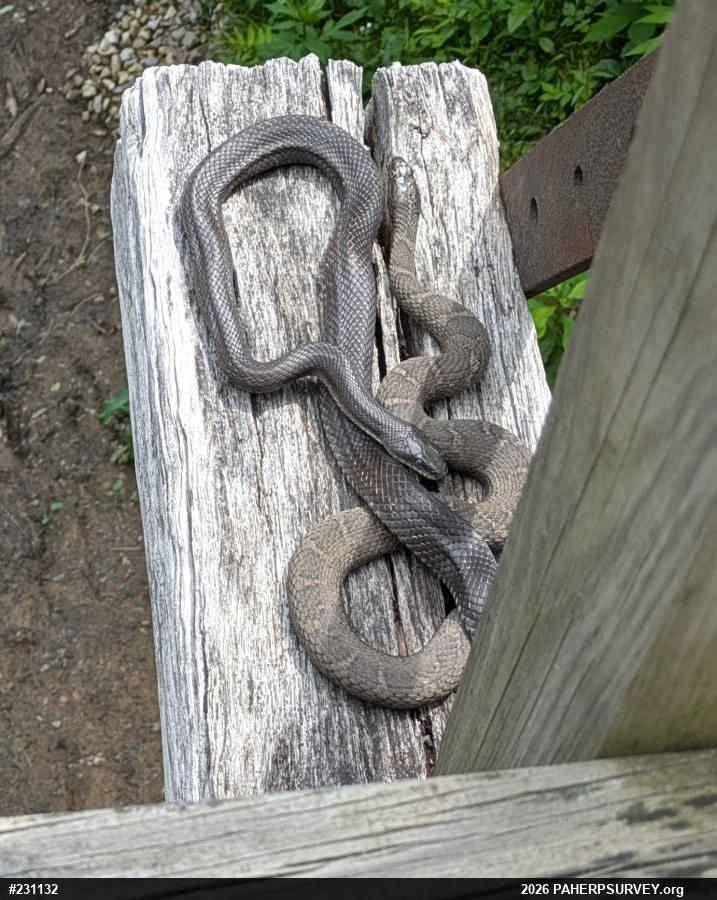 Northern Watersnake
