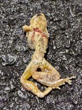 Spring Peeper