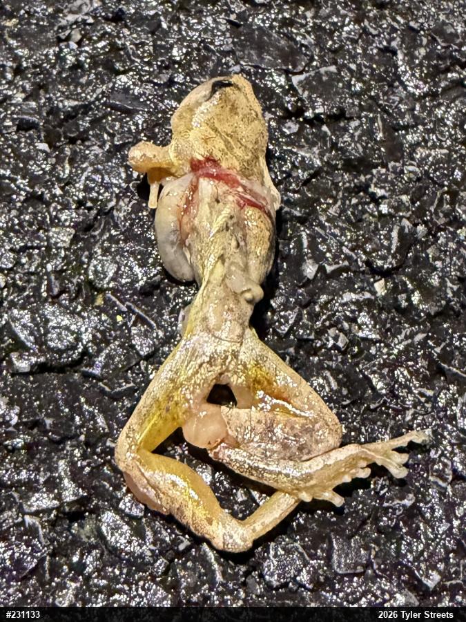 Spring Peeper