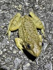 Green Frog