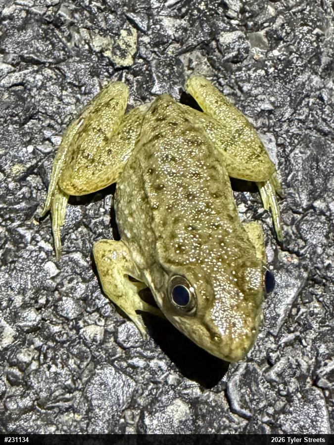 Green Frog