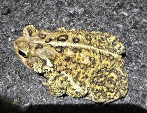 Eastern American Toad